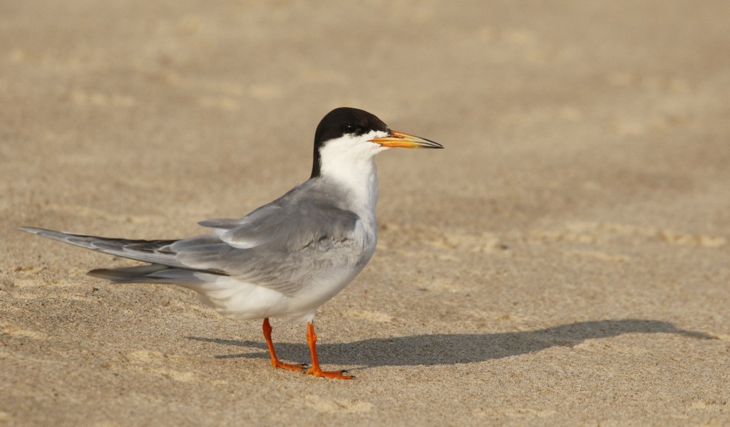 Forster's Tern - ML645798932