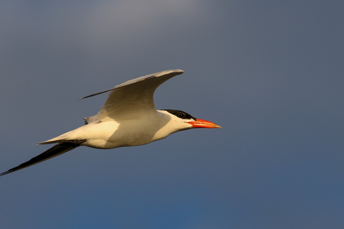 Caspian Tern - ML645798936