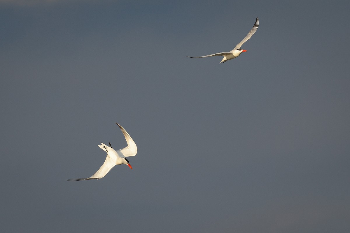 Caspian Tern - ML645798937