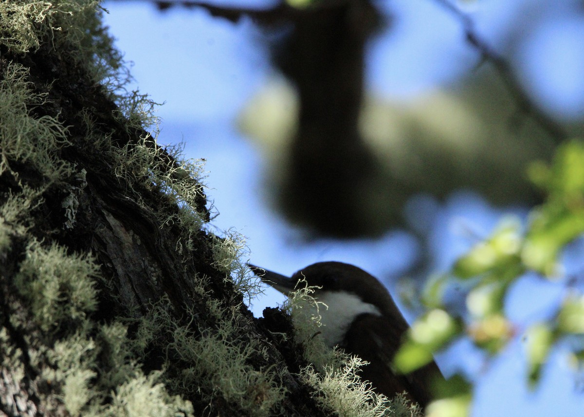 White-throated Treerunner - ML645798938