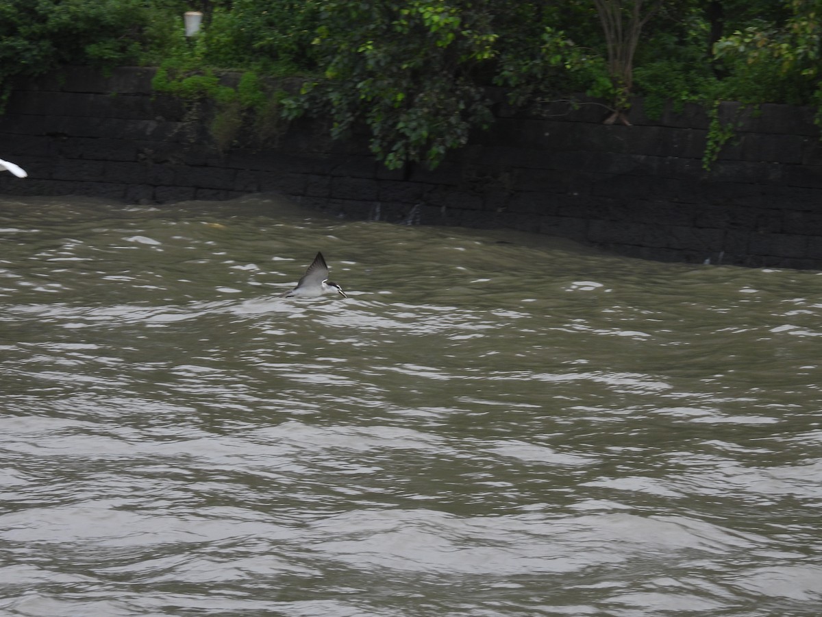 Bridled Tern - ML645798939