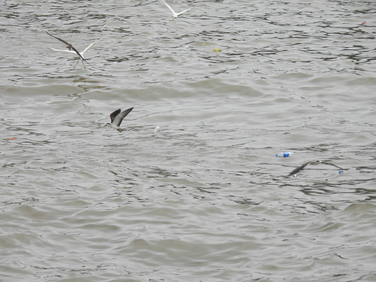 Bridled Tern - ML645798940