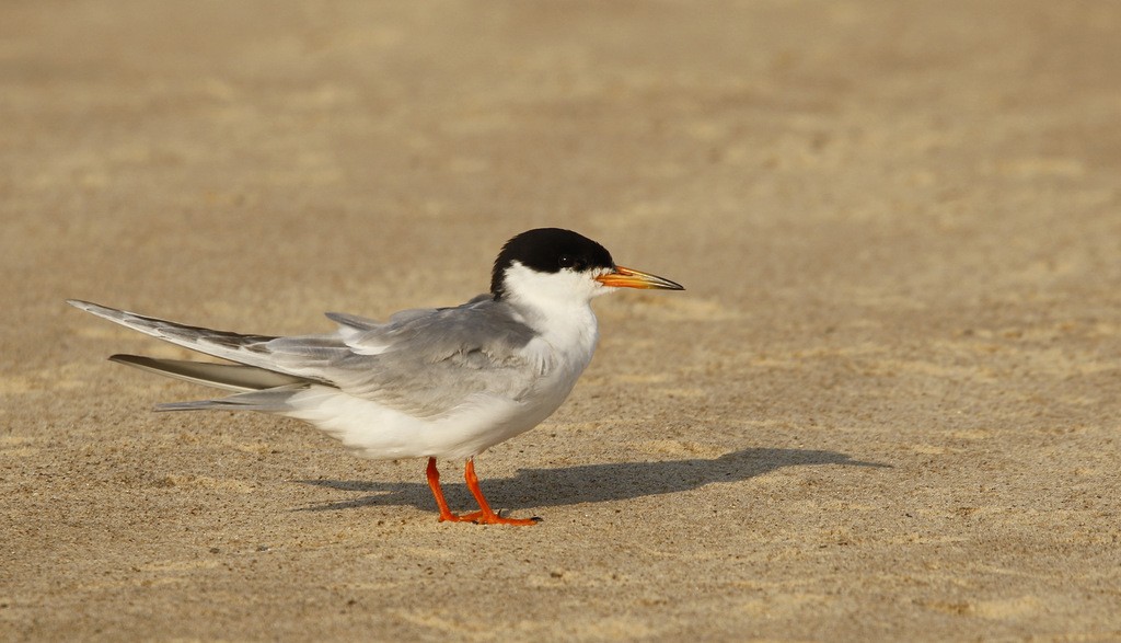 Forster's Tern - ML645798941