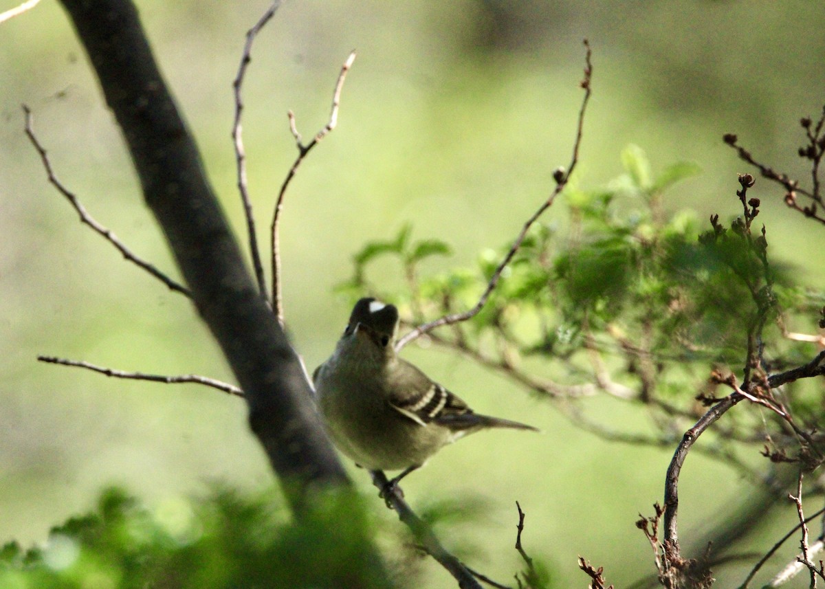White-crested Elaenia - ML645798943