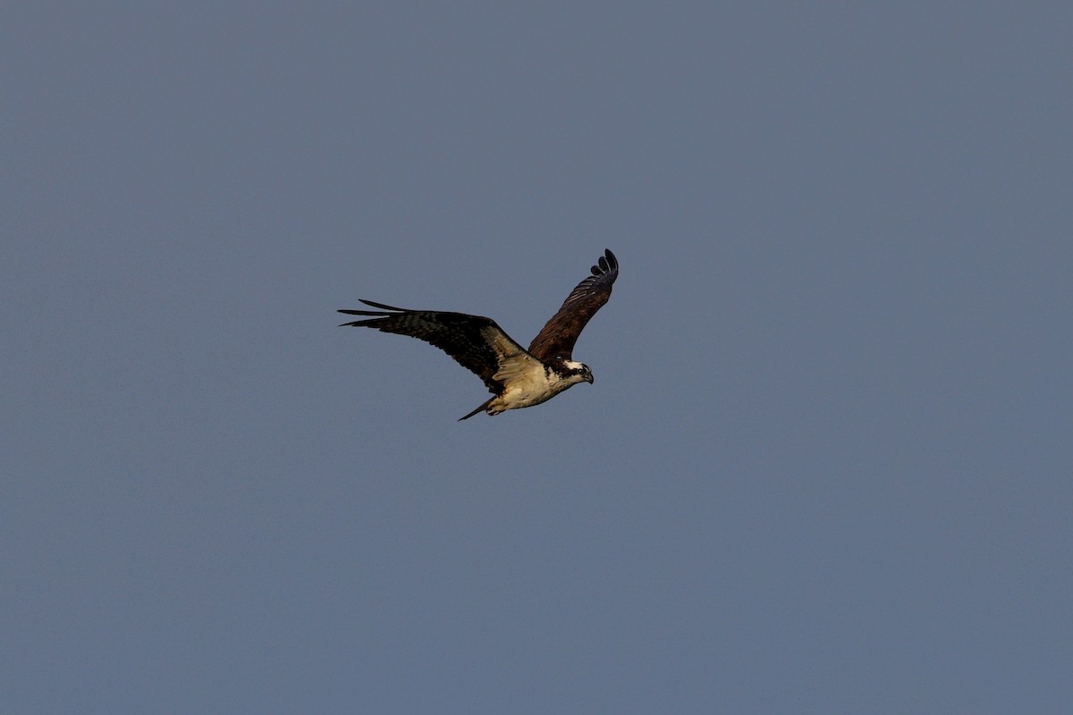 Osprey - ML645798954