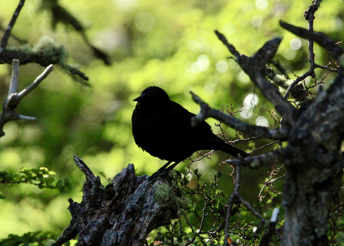 Austral Blackbird - ML645798956