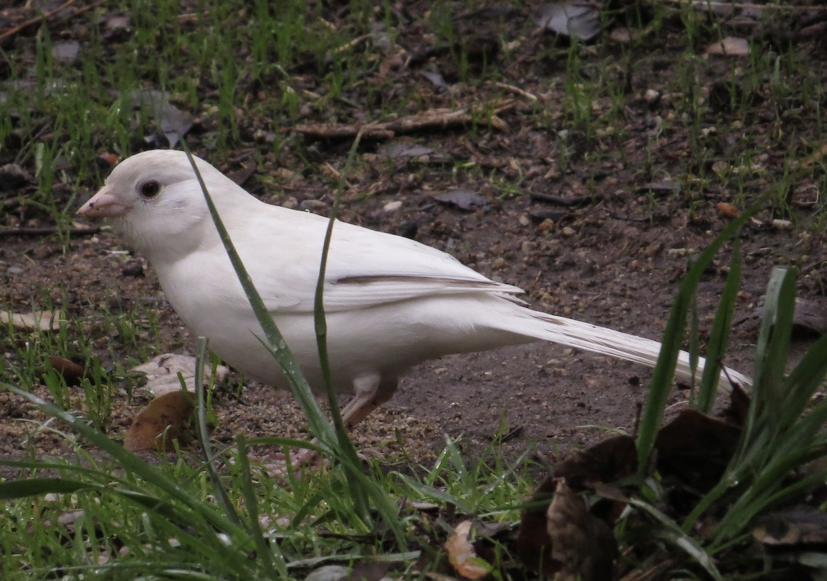 California Towhee - ML645798969