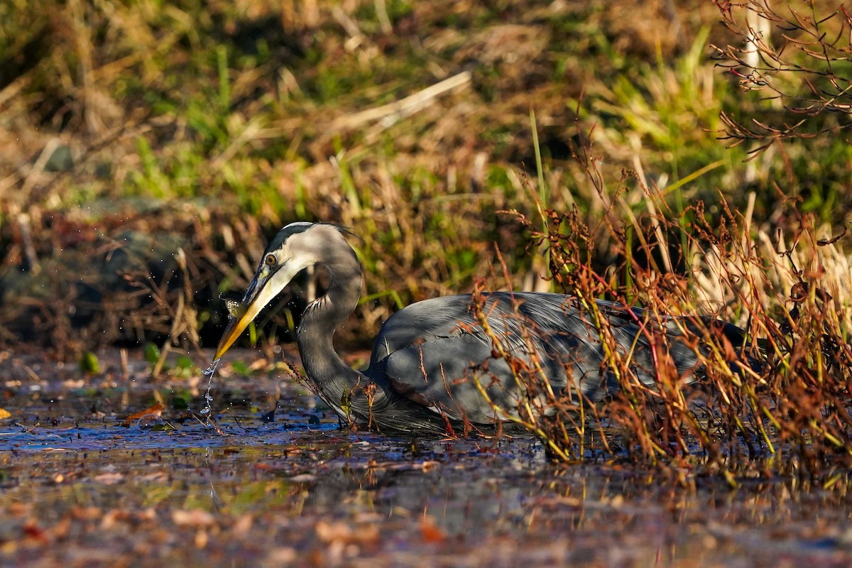 Great Blue Heron - ML645798985
