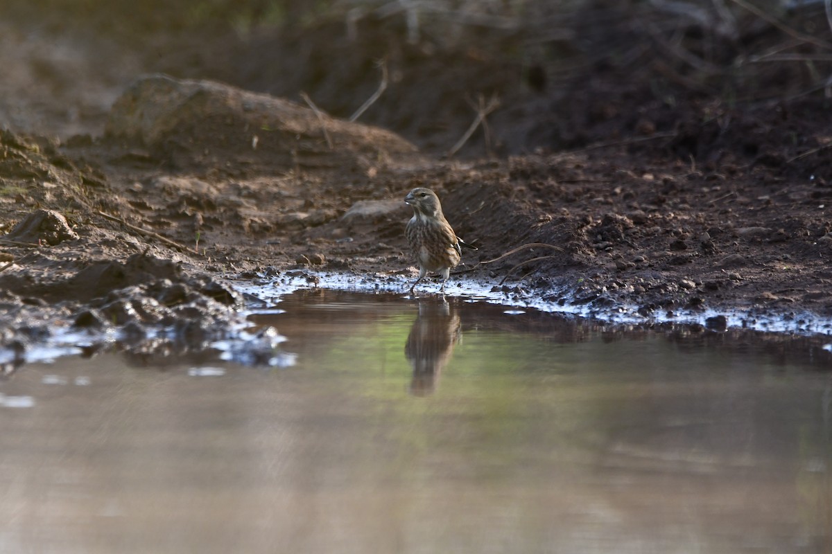 Spanish Sparrow - ML645798989