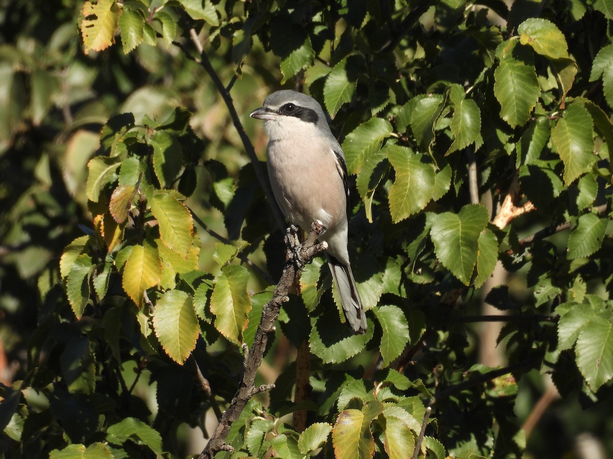 Iberian Gray Shrike - ML645798991