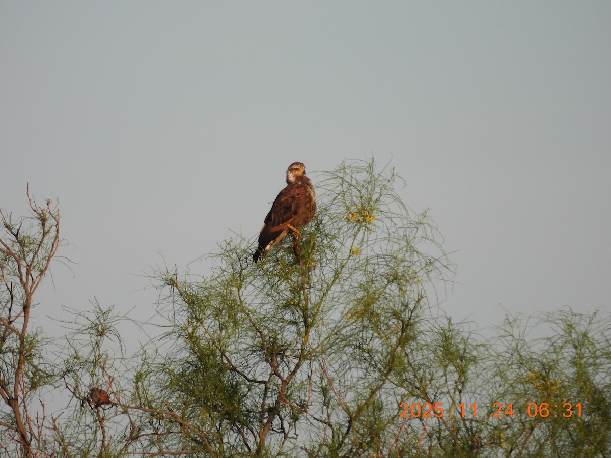 Busardo Sabanero - ML645798994