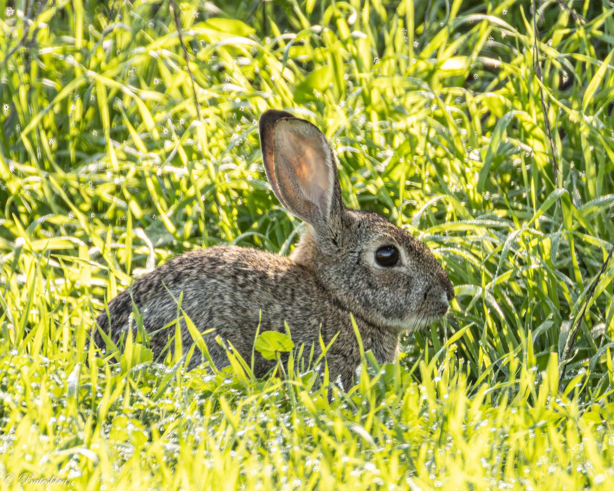 Animals - ML645798995