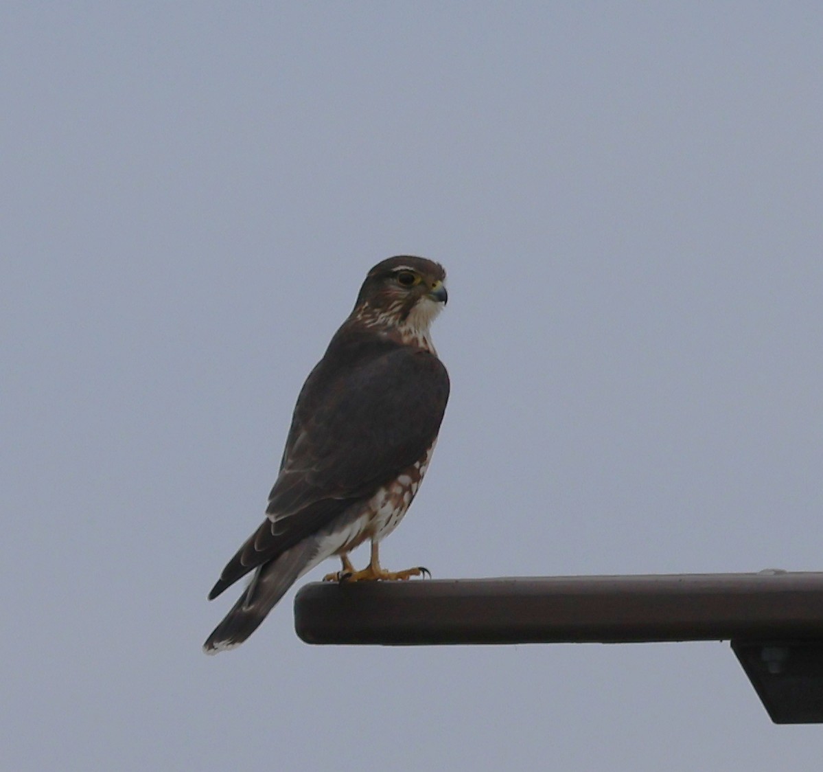 Merlin - ML645799000