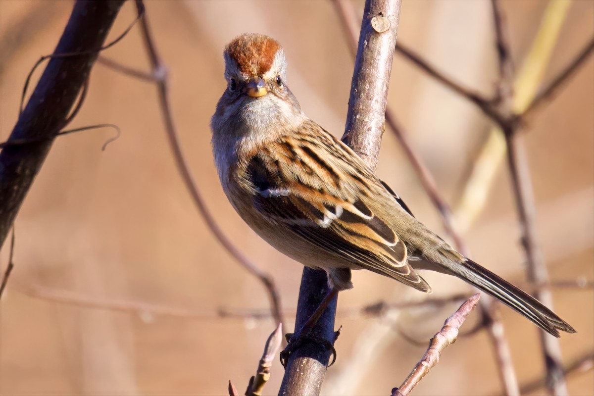 American Tree Sparrow - ML645799003