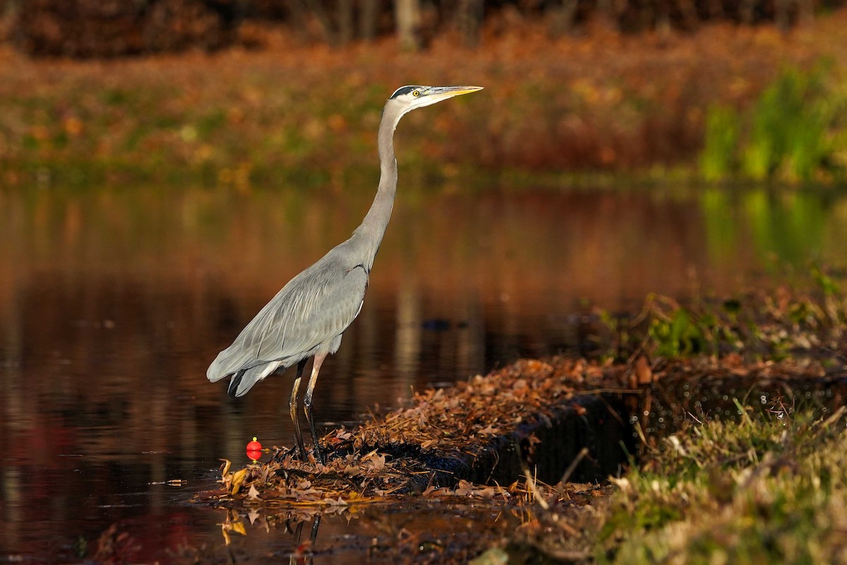 Great Blue Heron - ML645799005