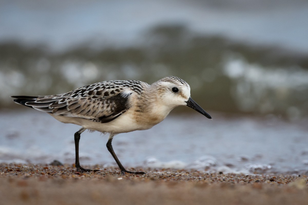 Sanderling - ML645799007