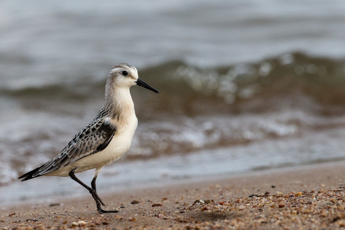 Sanderling - ML645799008