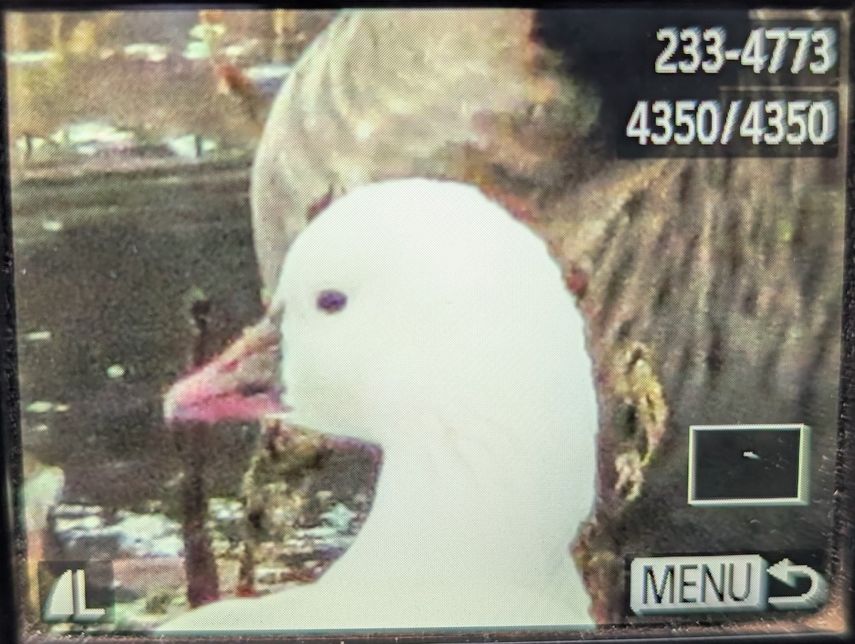 Ross's Goose - ML645799009