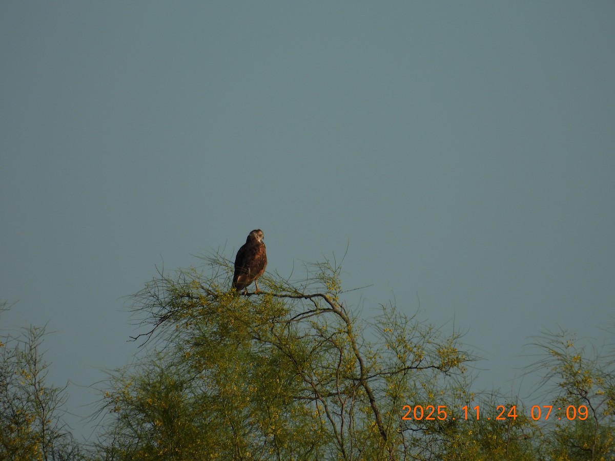 Busardo Sabanero - ML645799014