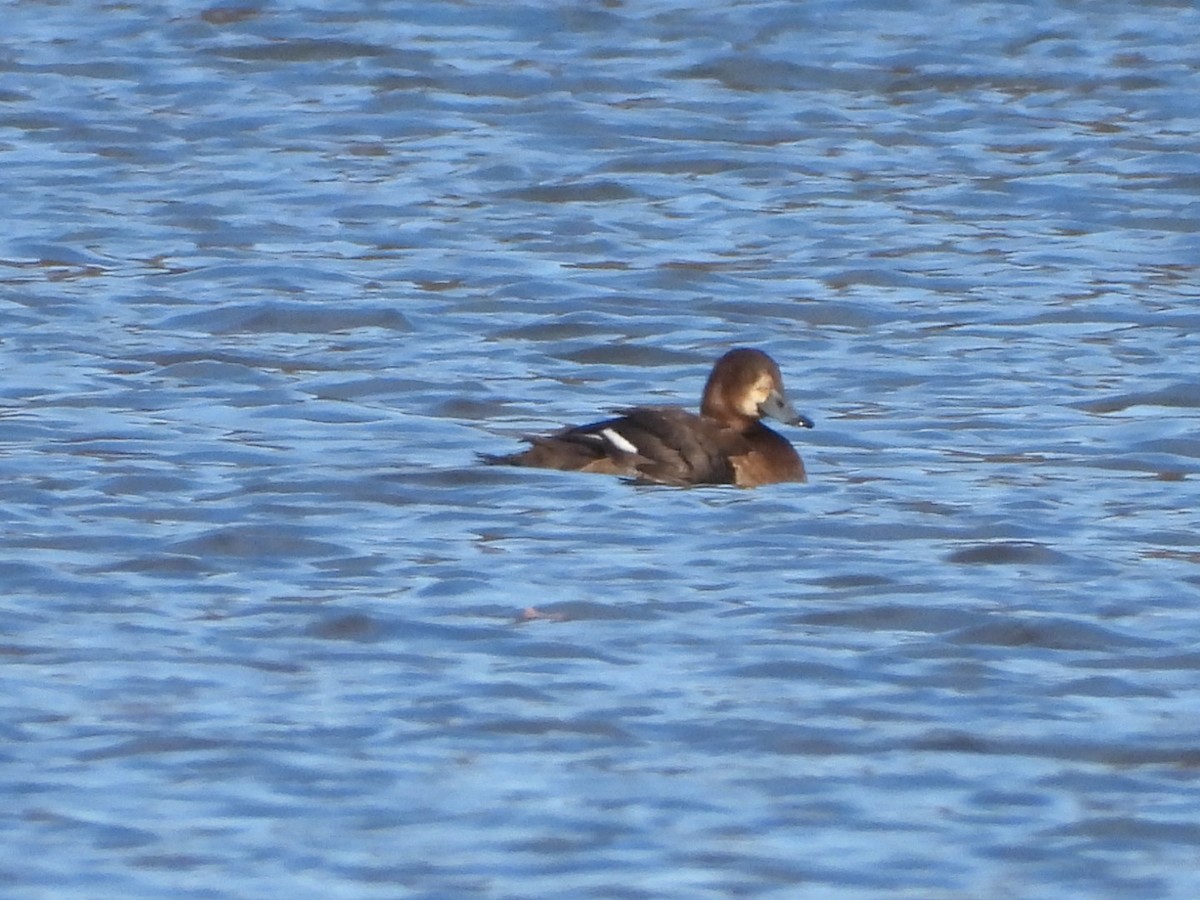 Greater Scaup - ML645799016