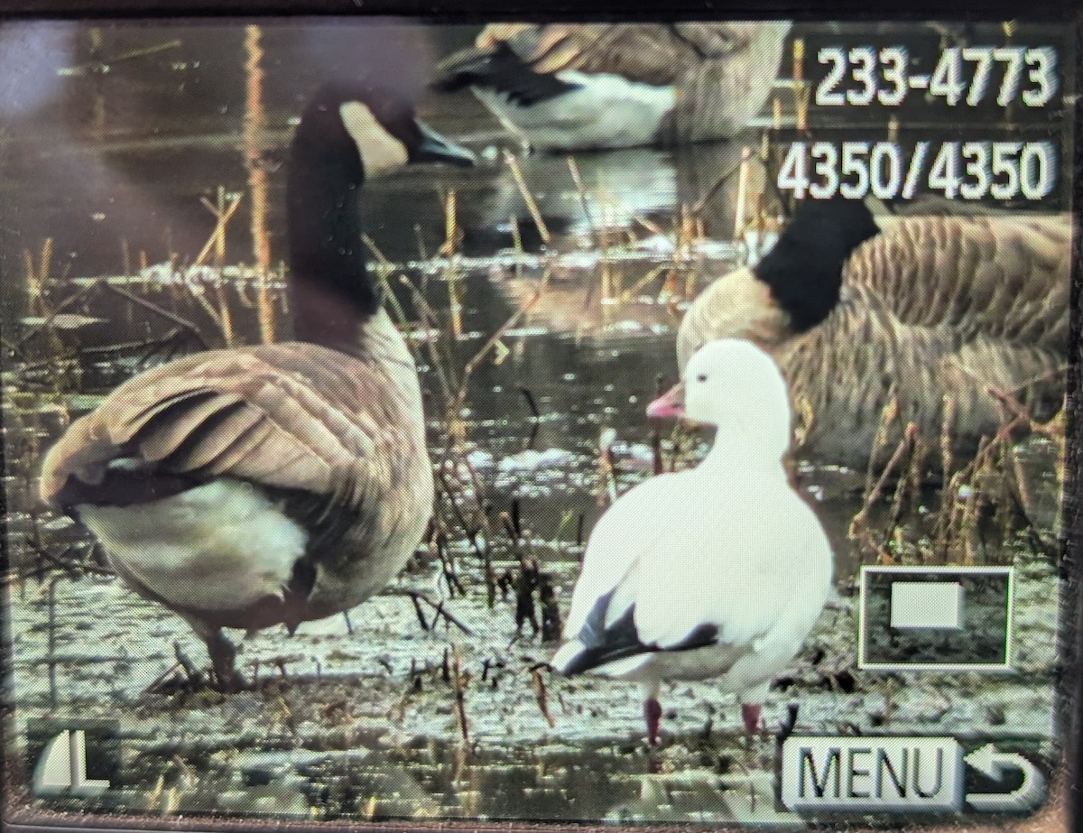 Ross's Goose - ML645799017