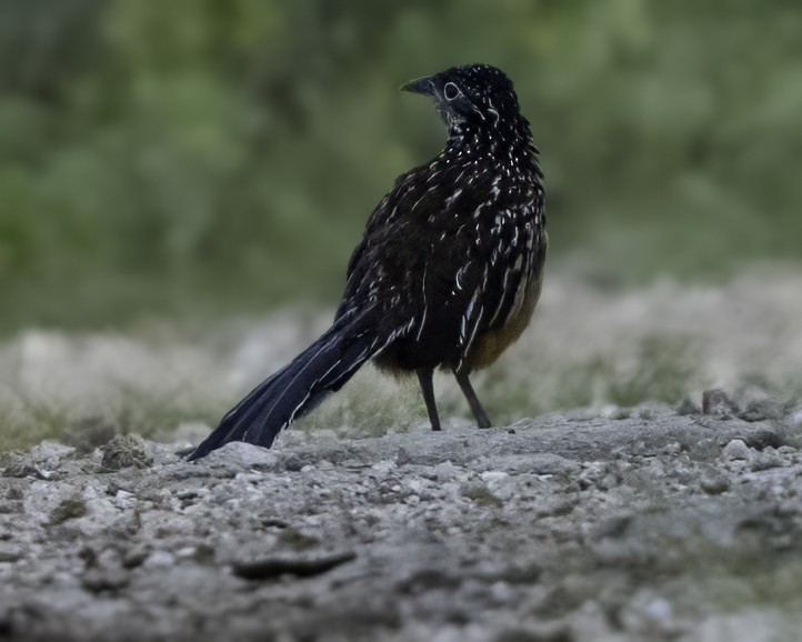 Lesser Roadrunner - ML645799031