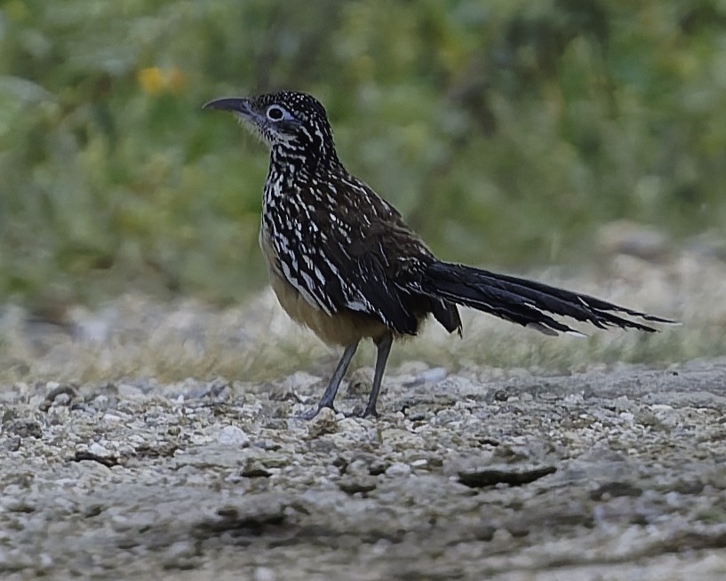 Lesser Roadrunner - ML645799032