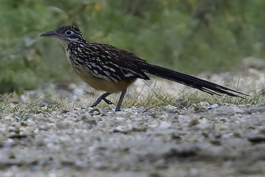 Lesser Roadrunner - ML645799033