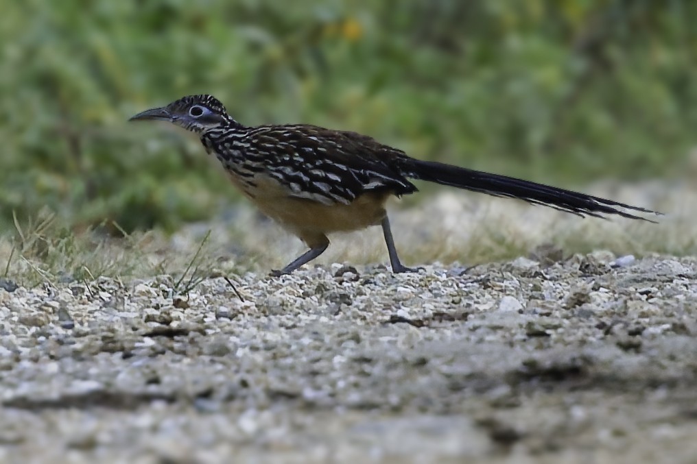 Lesser Roadrunner - ML645799034