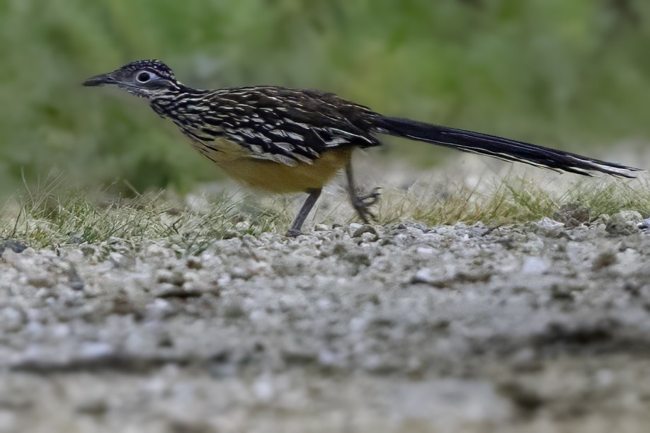 Lesser Roadrunner - ML645799035