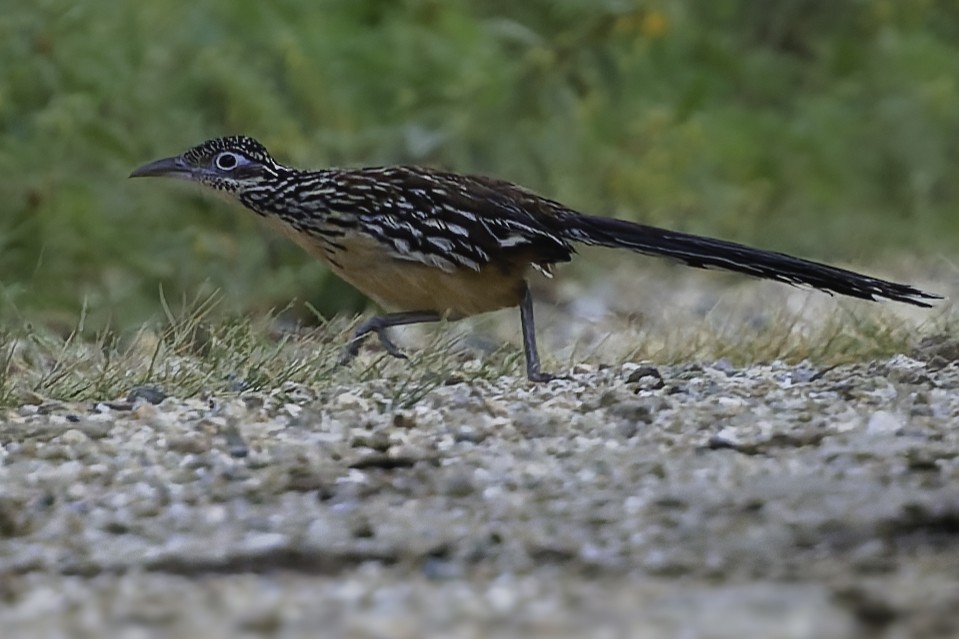 Lesser Roadrunner - ML645799036
