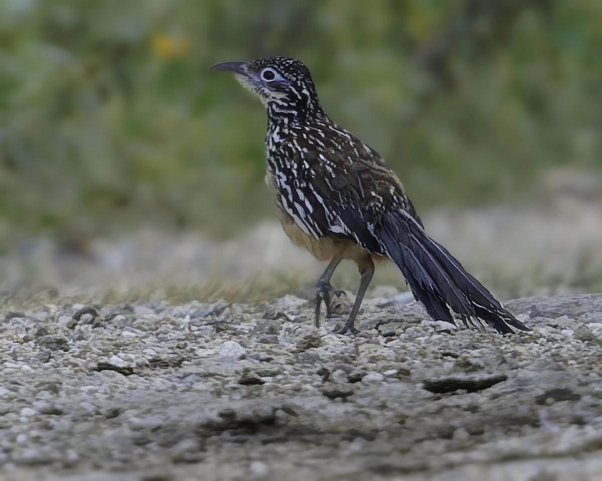 Lesser Roadrunner - ML645799037