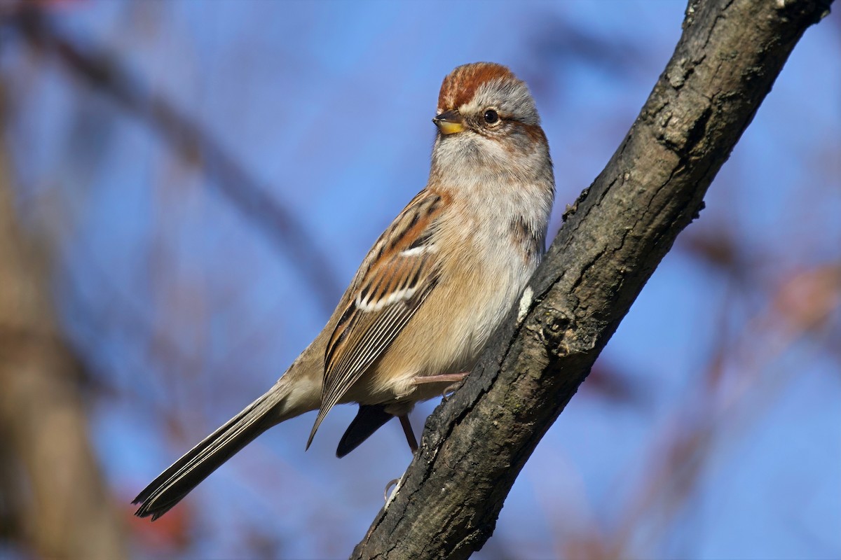American Tree Sparrow - ML645799041