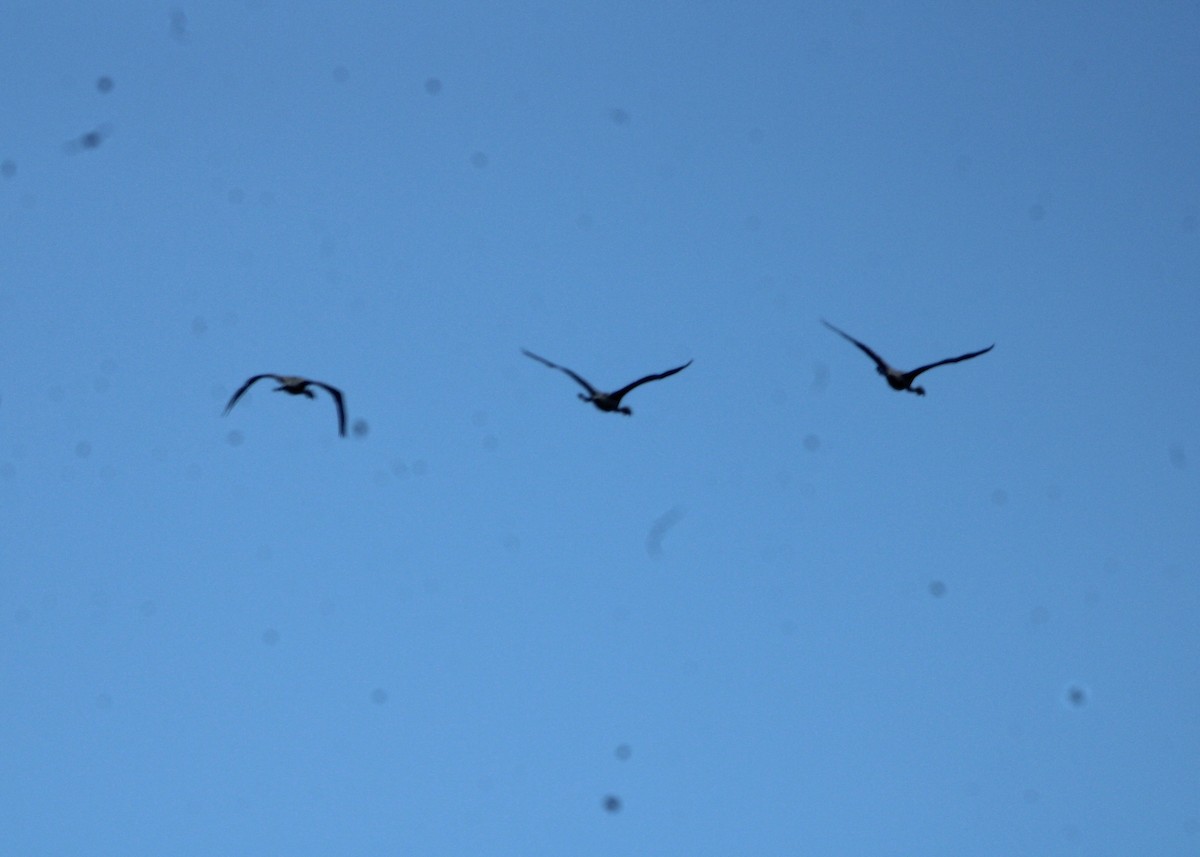 Chilean Flamingo - ML645799043