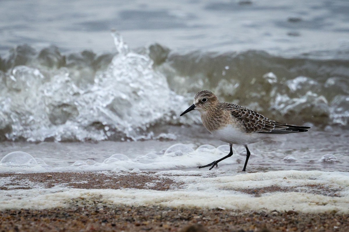 Baird's Sandpiper - ML645799045