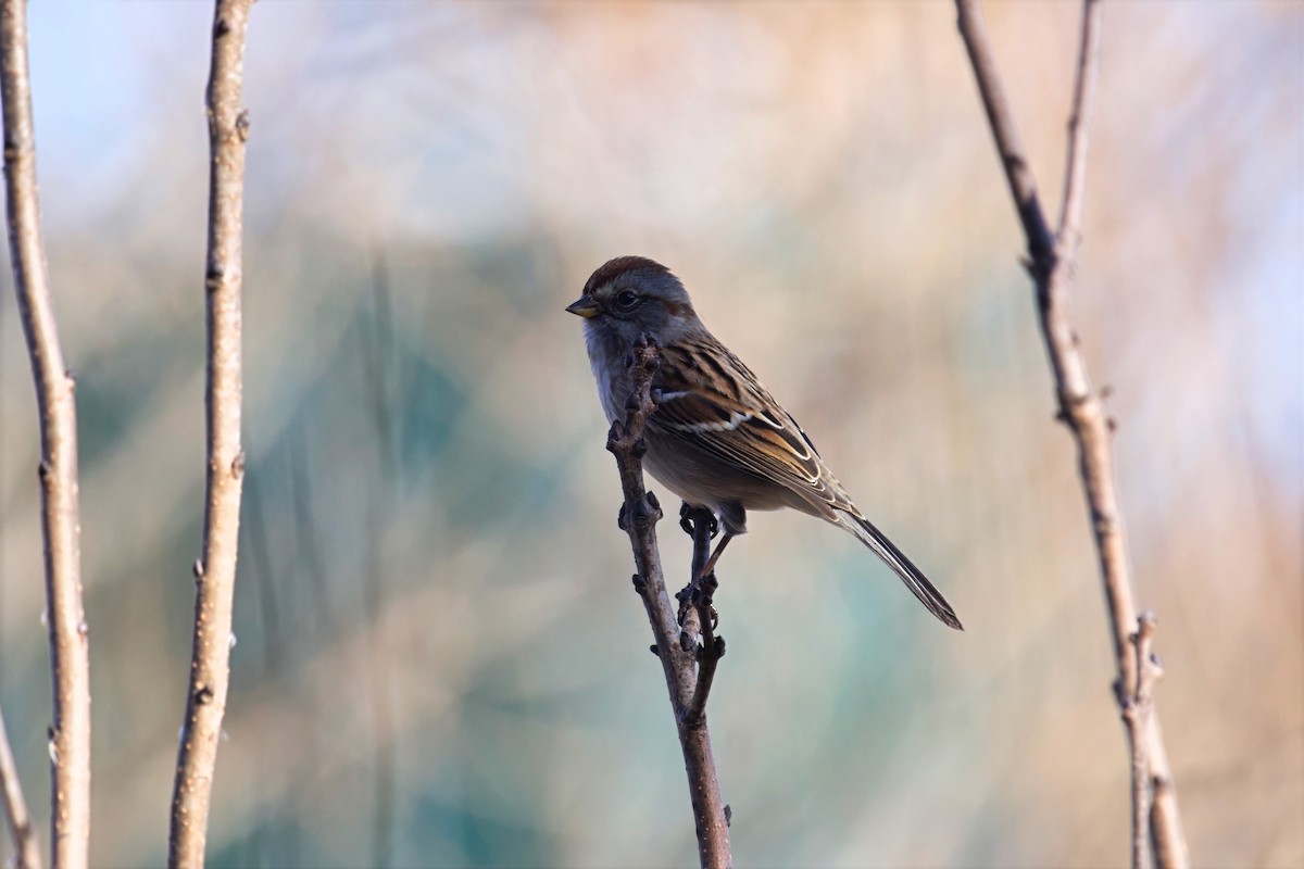 American Tree Sparrow - ML645799047