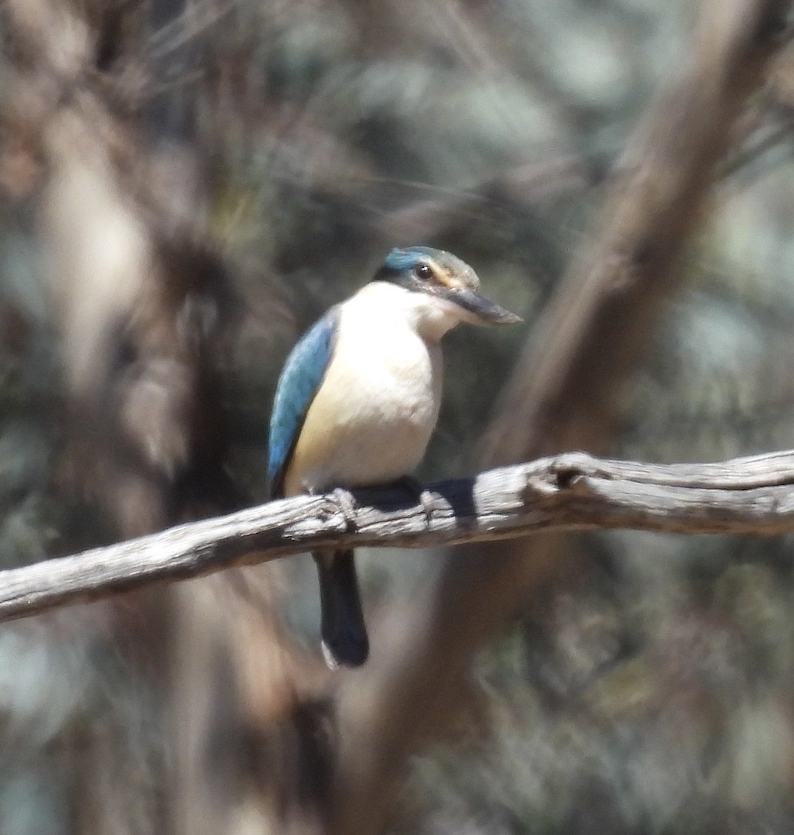 Sacred Kingfisher - ML645799057