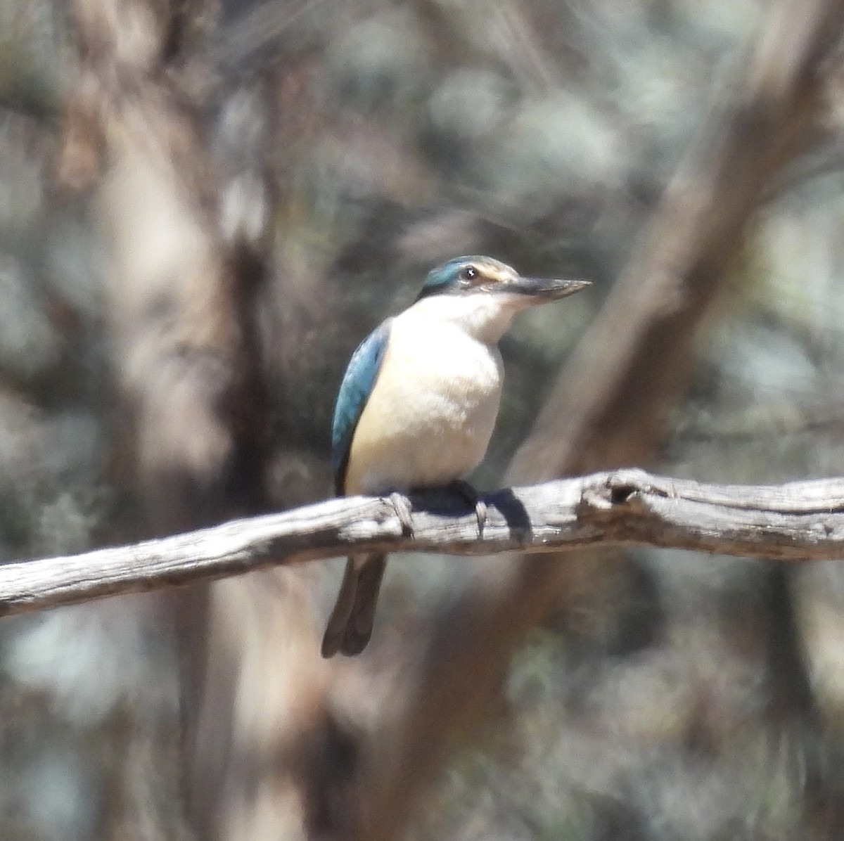 Sacred Kingfisher - ML645799058