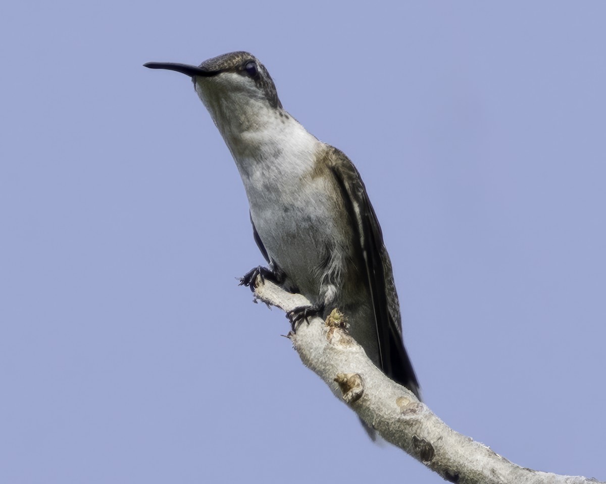Ruby-throated Hummingbird - ML645799063