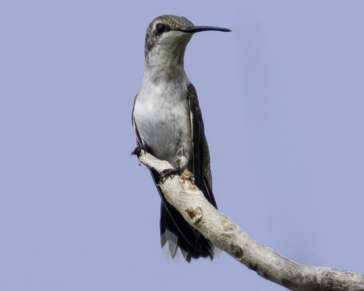 Ruby-throated Hummingbird - ML645799065