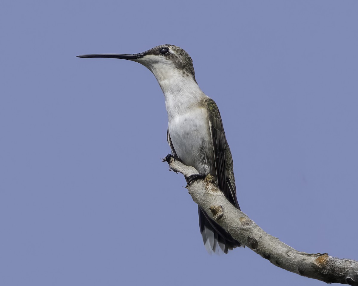 Ruby-throated Hummingbird - ML645799066