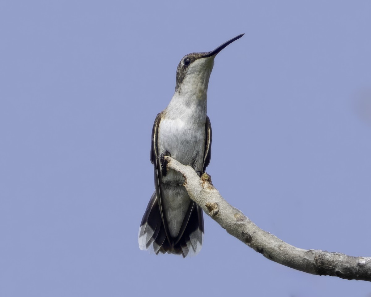Ruby-throated Hummingbird - ML645799067