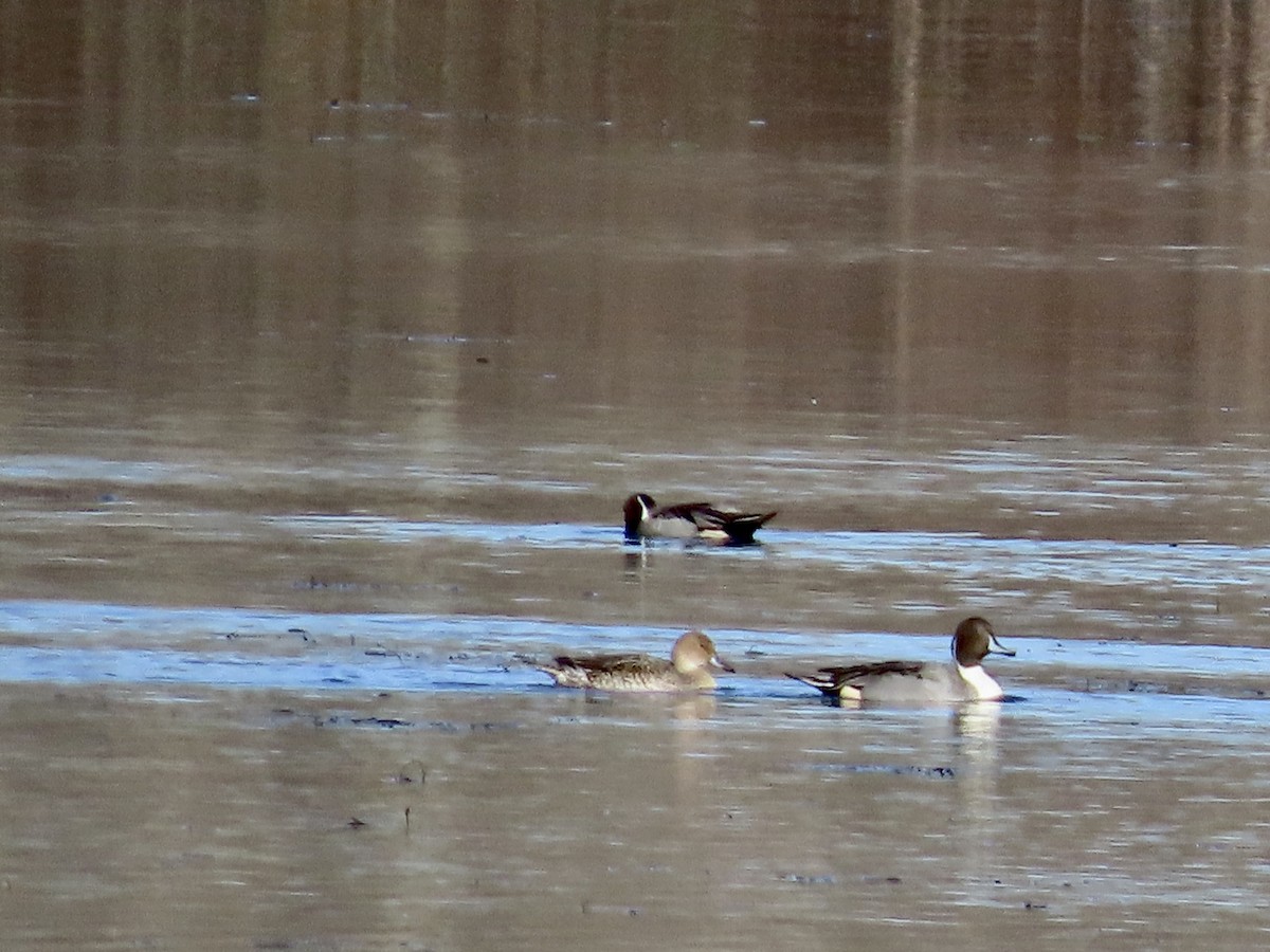 Northern Pintail - ML645799068