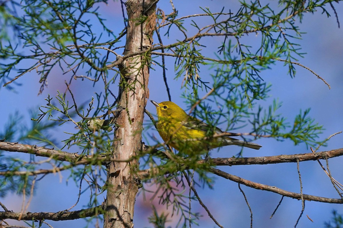 סבכון אורנים - ML645799075