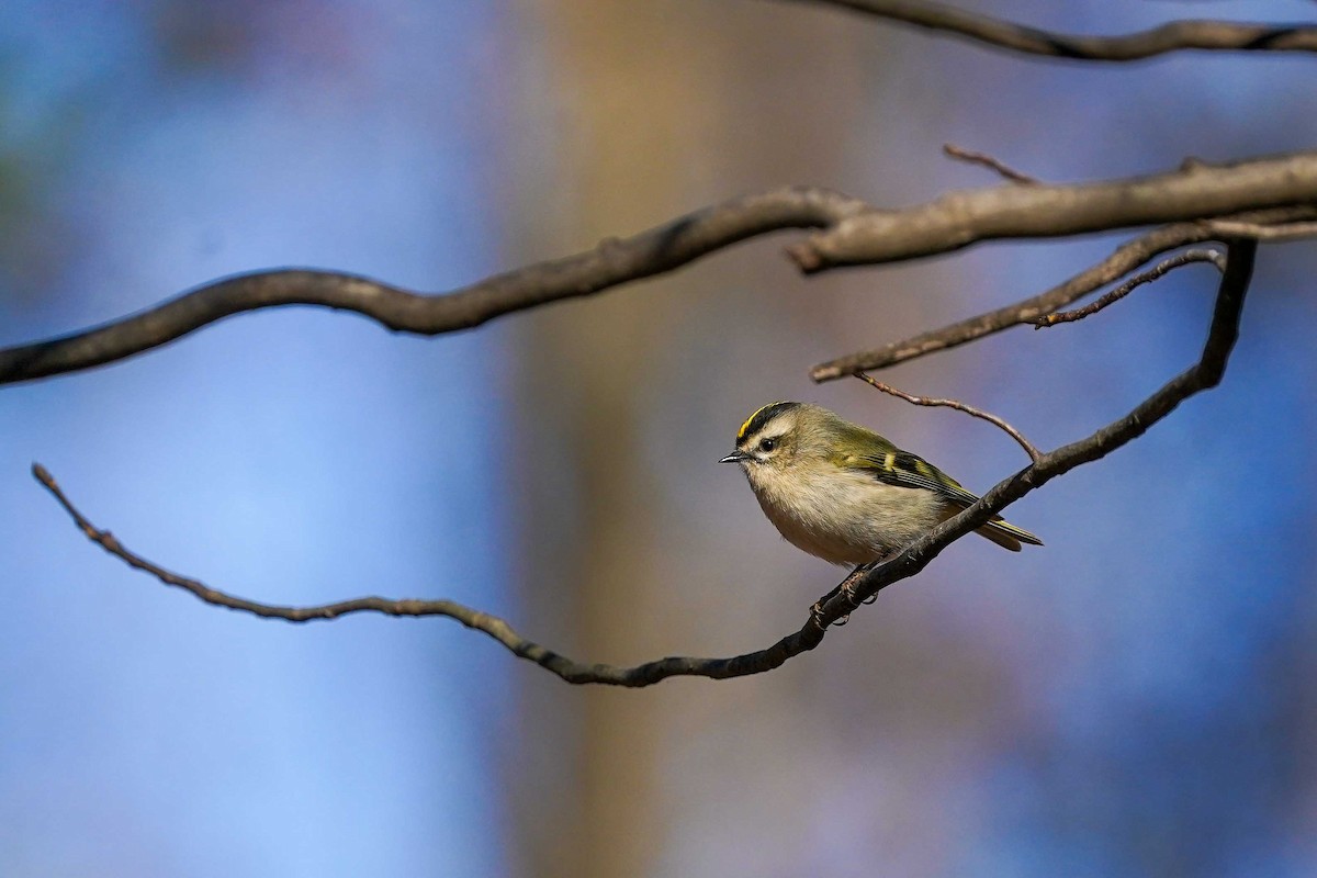 Golden-crowned Kinglet - ML645799081