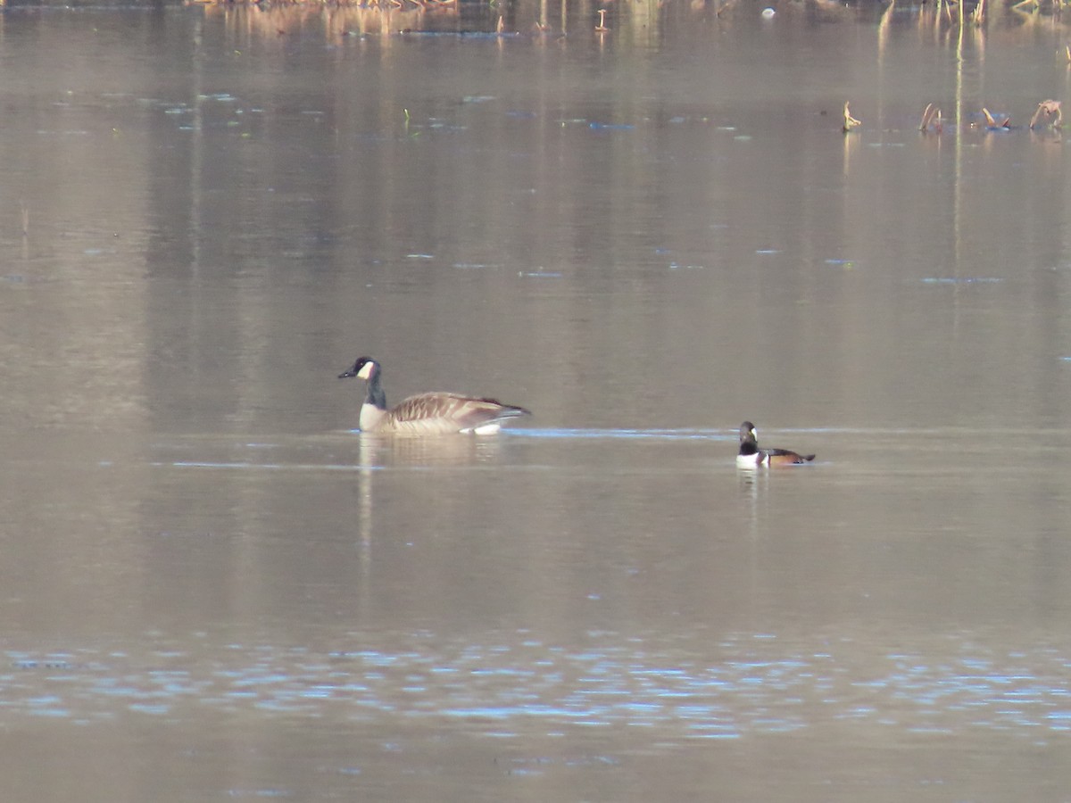 Hooded Merganser - ML645799083
