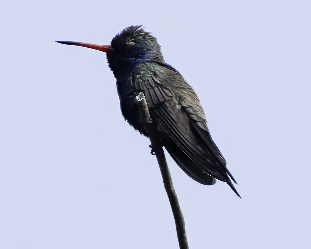 Colibrí Piquiancho de Guerrero - ML645799086