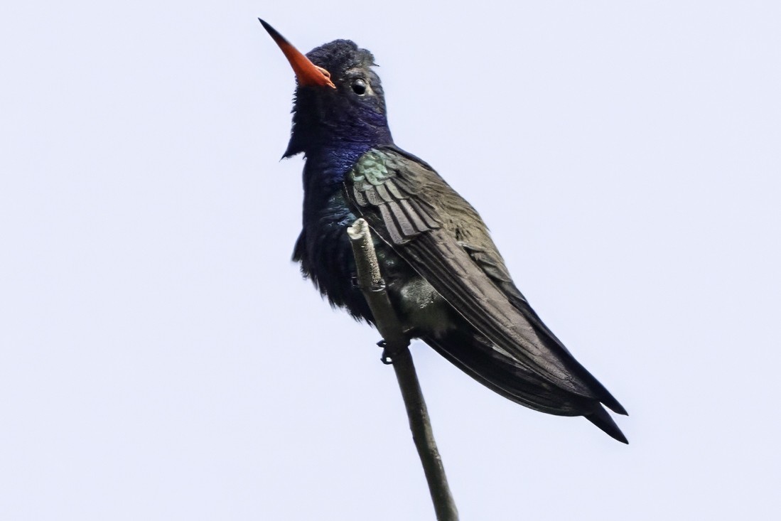 Colibrí Piquiancho de Guerrero - ML645799087