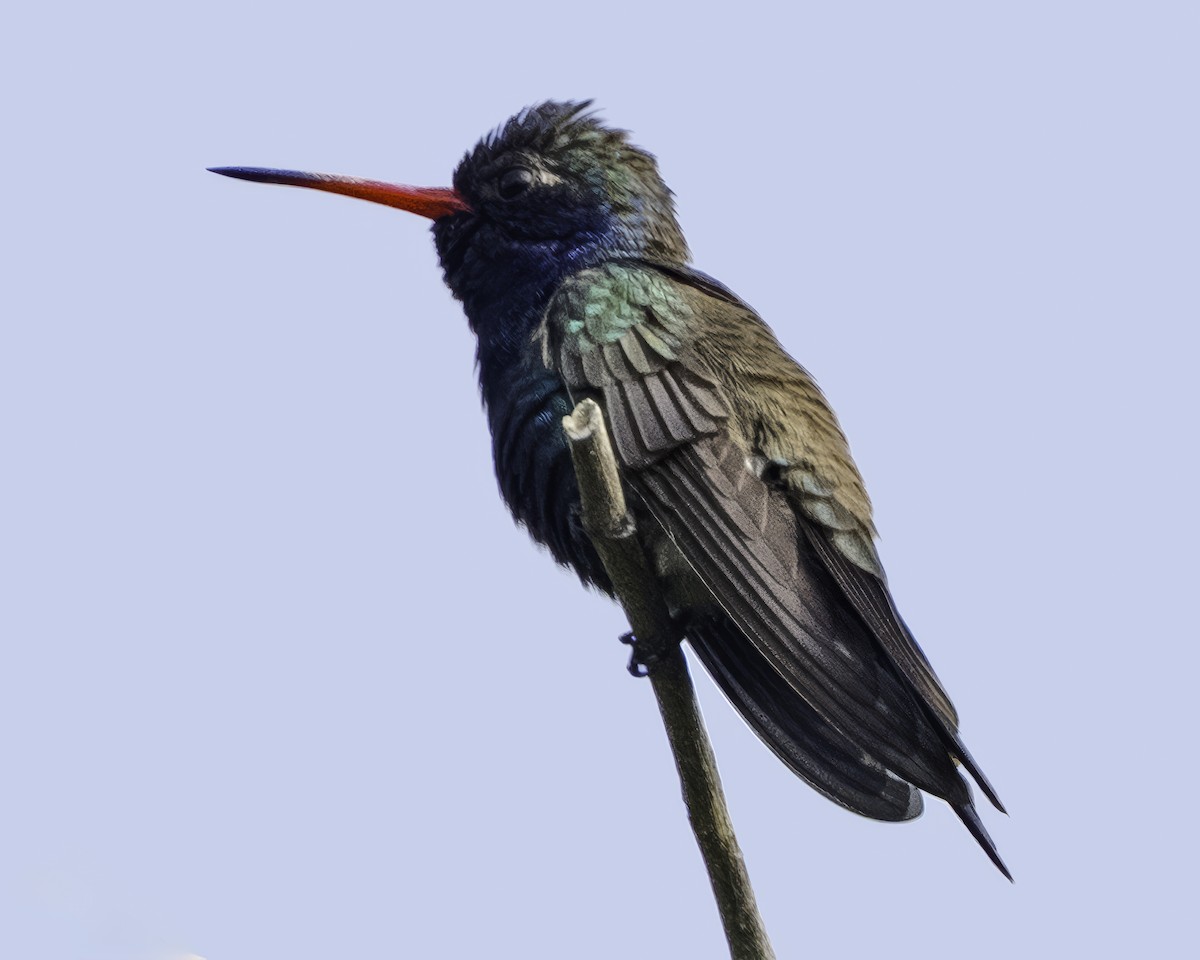 Colibrí Piquiancho de Guerrero - ML645799088