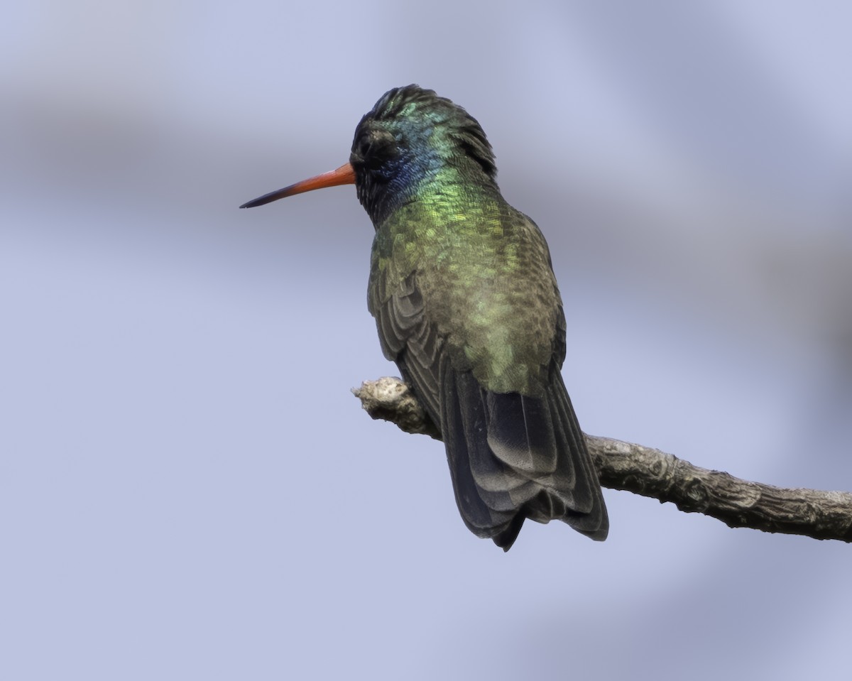 Colibrí Piquiancho de Guerrero - ML645799089